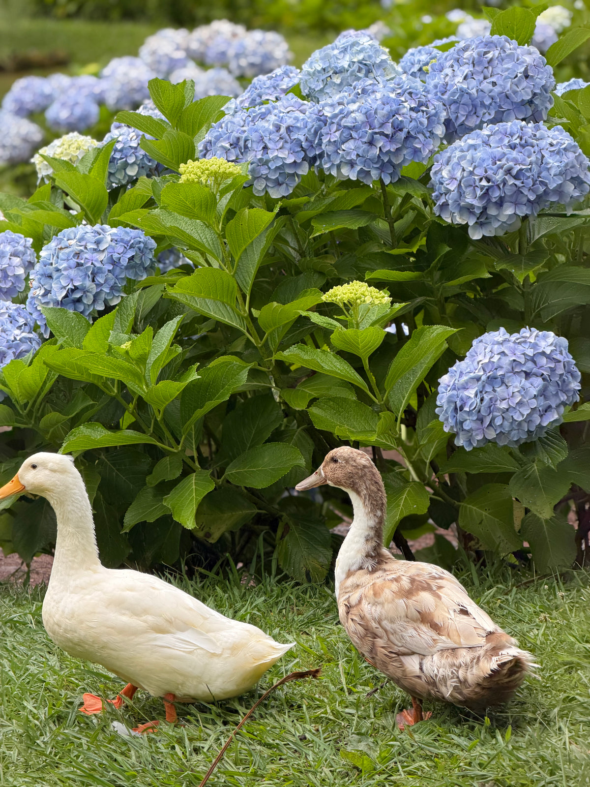 Mierpilns piedzīvojums Azoru salā - São Miguel (caur Porto)