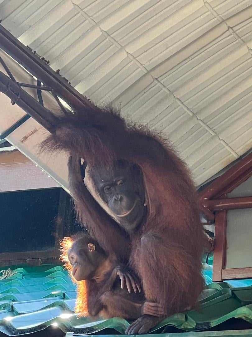 Malaizija, Borneo un Bruneja