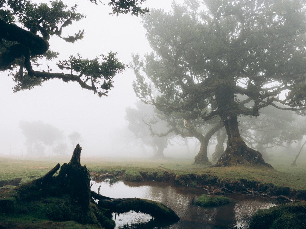 Jaunais gads Madeirā