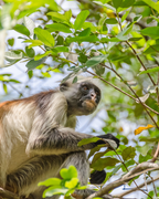 Tanzānijas safari & Zanzibāras okeāna miers