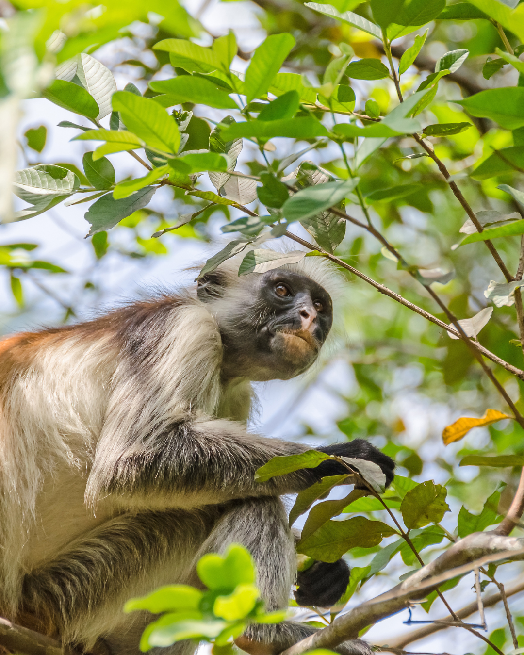 Tanzānijas safari & Zanzibāras okeāna miers