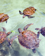 Tanzānijas safari & Zanzibāras okeāna miers