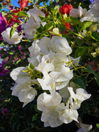 Austrumu pasaka Marokā