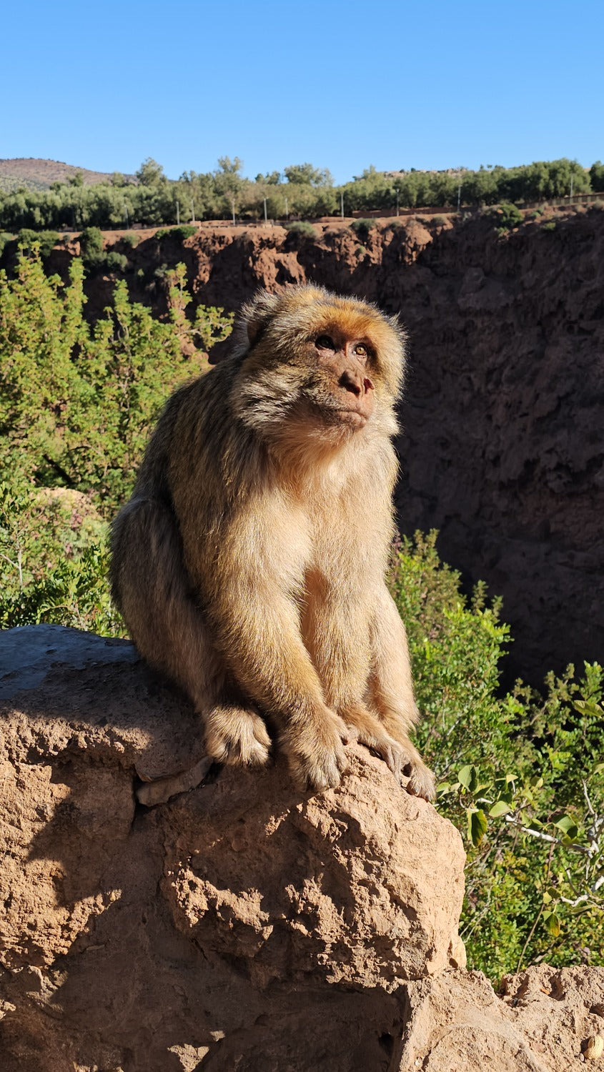 Austrumu pasaka Marokā