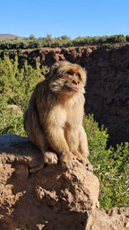 Austrumu pasaka Marokā