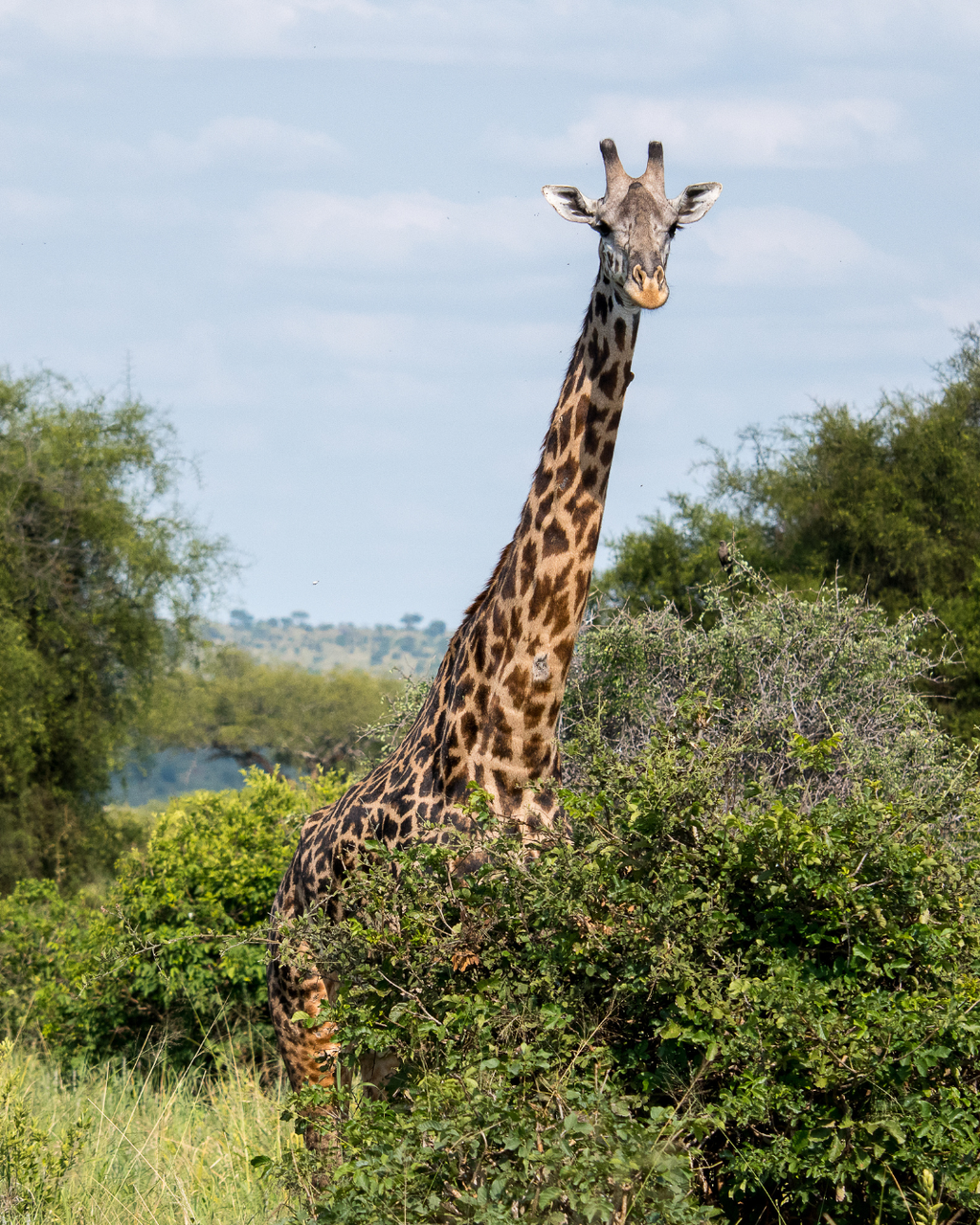 Tanzānijas safari & Zanzibāras okeāna miers