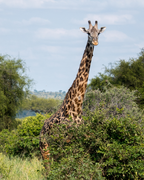 Tanzānijas safari & Zanzibāras okeāna miers