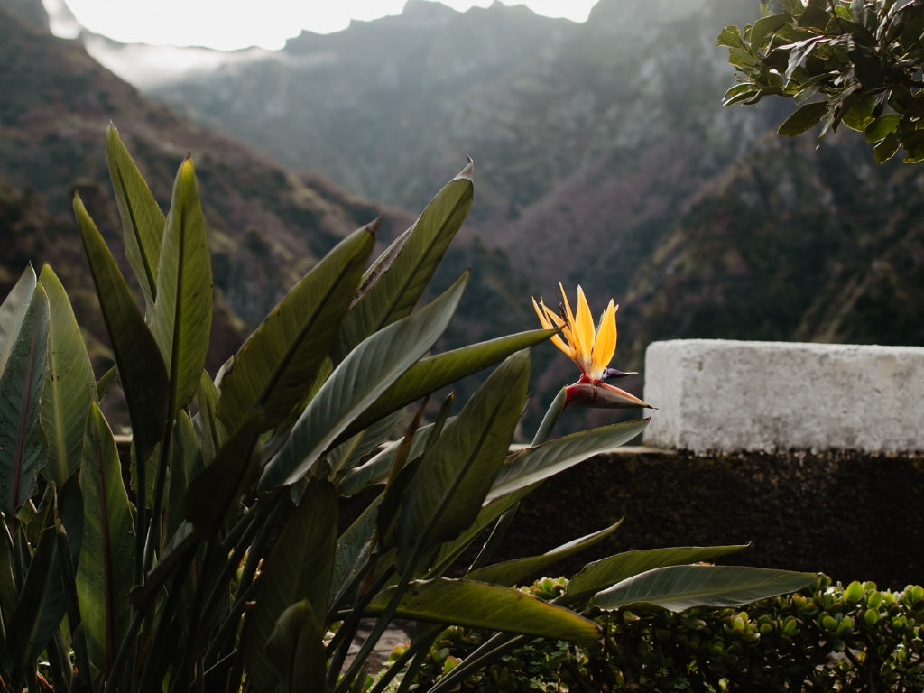 Jaunais gads Madeirā