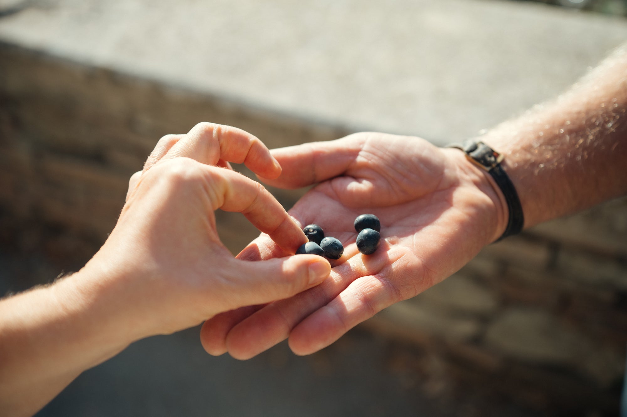 Ceļojums uz Toskānu Itālijas ieskandināt vasaru