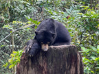 Malaizija, Borneo un Bruneja