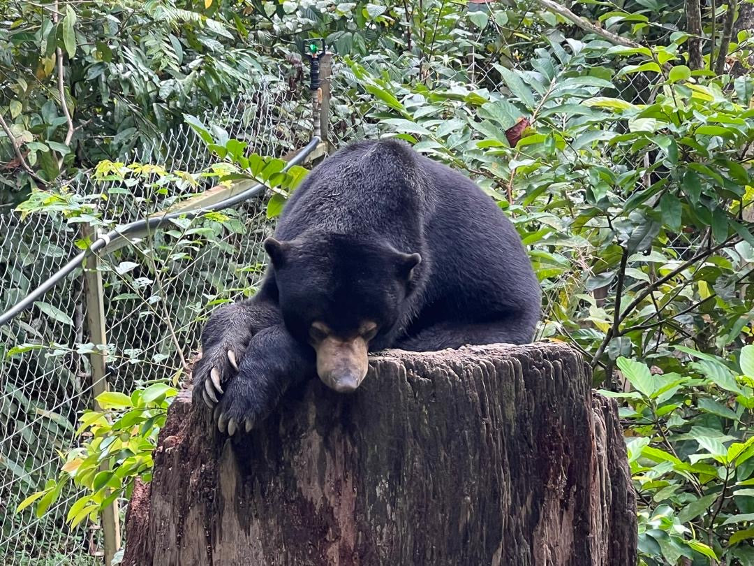 Malaizija, Borneo un Bruneja