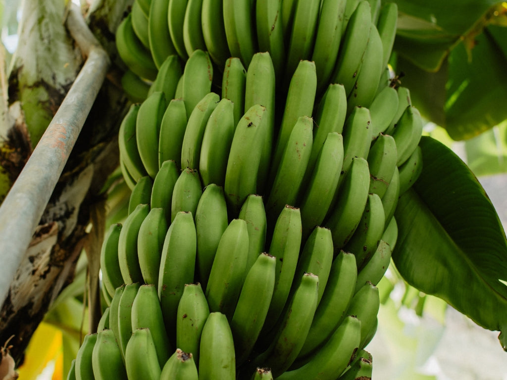 Jaunais gads Madeirā