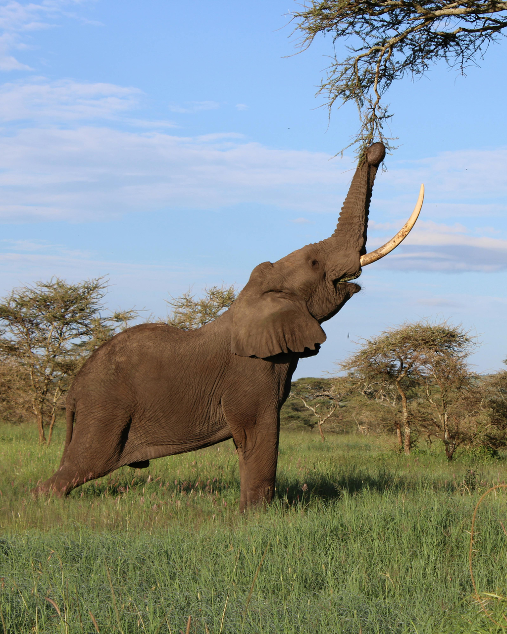 Tanzānijas safari & Zanzibāras okeāna miers