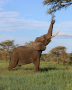 Tanzānijas safari & Zanzibāras okeāna miers
