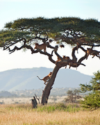 Tanzānijas safari & Zanzibāras okeāna miers