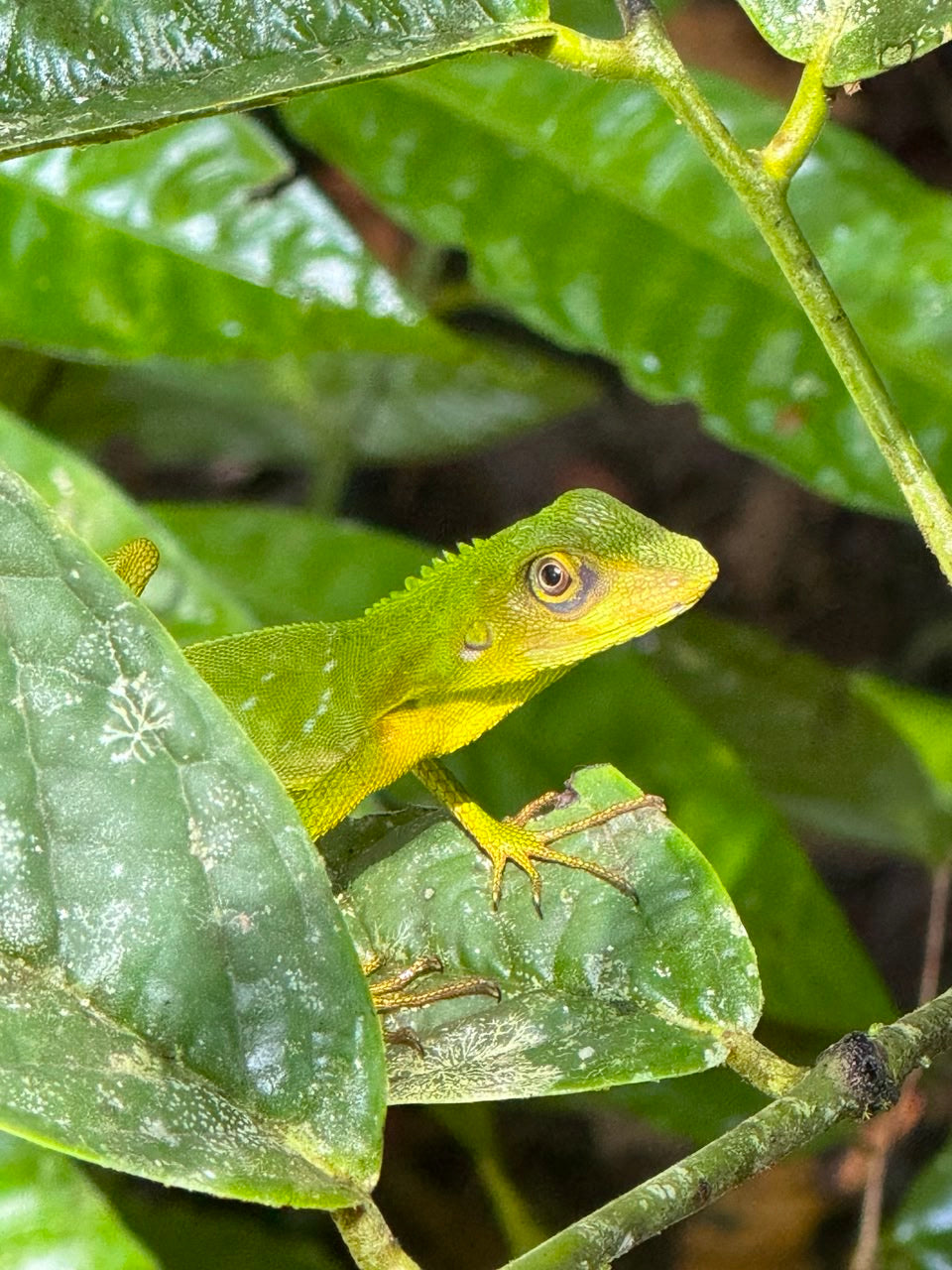Malaizija, Borneo un Bruneja
