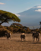 Tanzānijas safari & Zanzibāras okeāna miers