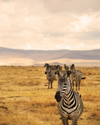 Tanzānijas safari & Zanzibāras okeāna miers