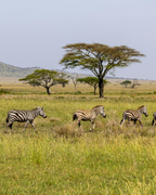 Tanzānijas safari & Zanzibāras okeāna miers