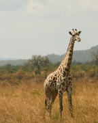 Tanzānijas safari & Zanzibāras okeāna miers