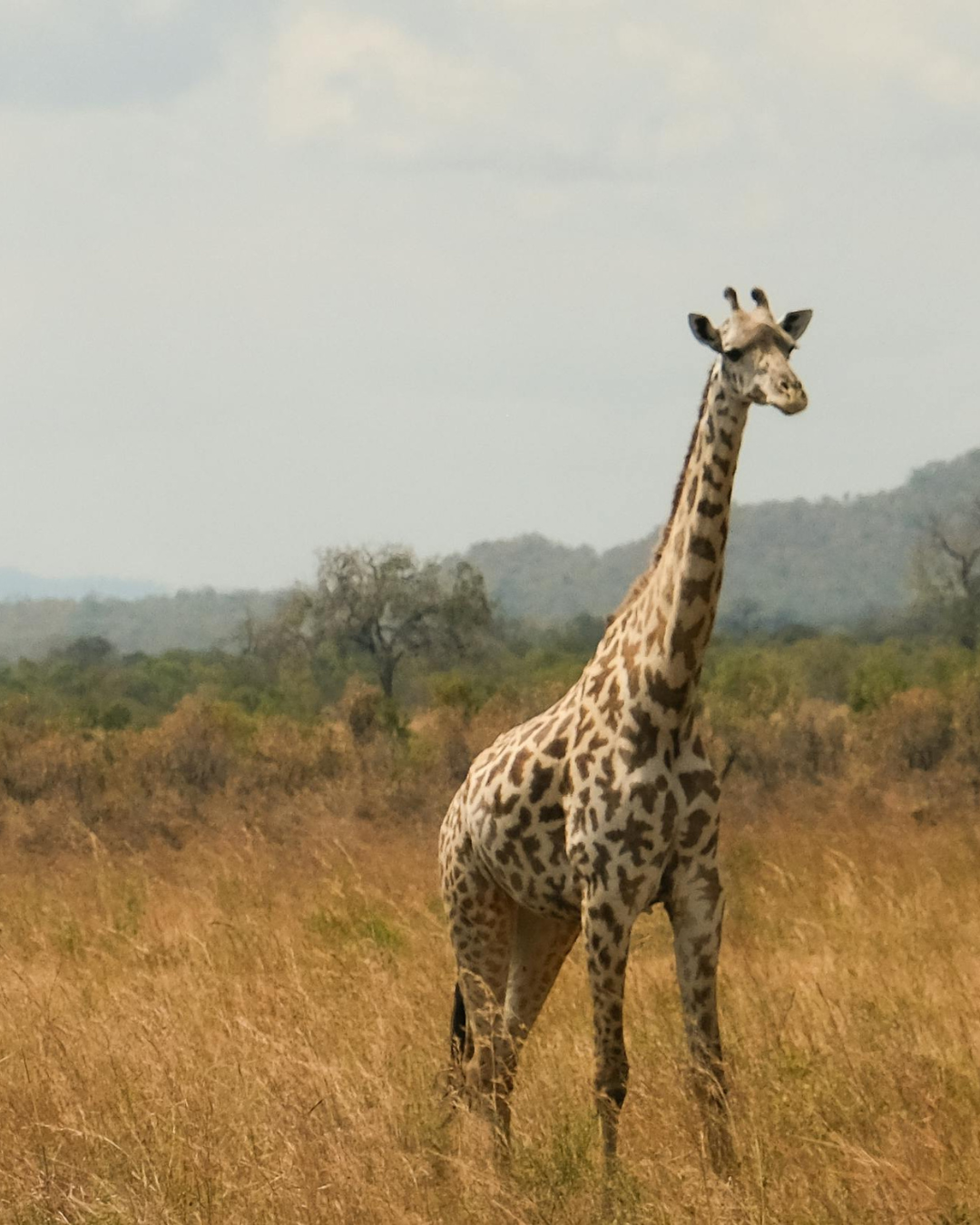 Tanzānijas safari & Zanzibāras okeāna miers