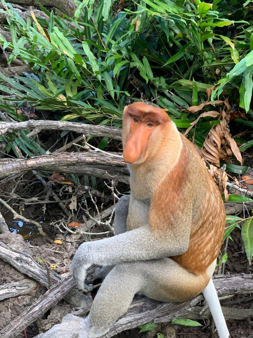 Malaizija, Borneo un Bruneja
