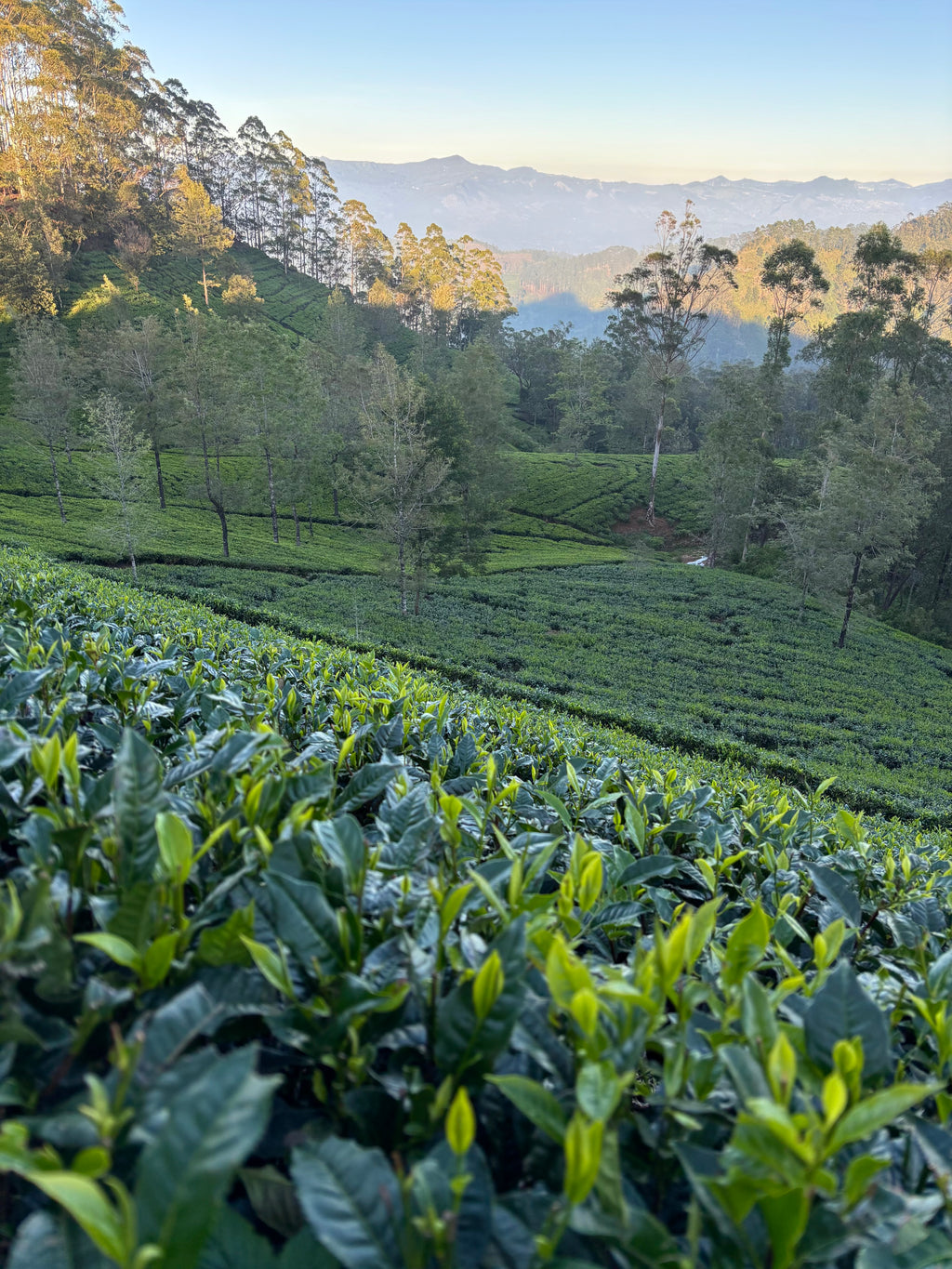 Šrilanka – paradīze Indijas okeānā