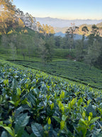 Šrilanka – paradīze Indijas okeānā