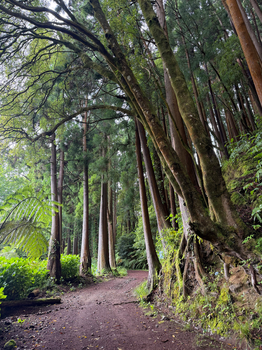Mierpilns piedzīvojums Azoru salā - São Miguel (caur Porto)