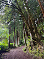 Mierpilns piedzīvojums Azoru salā - São Miguel (caur Porto)