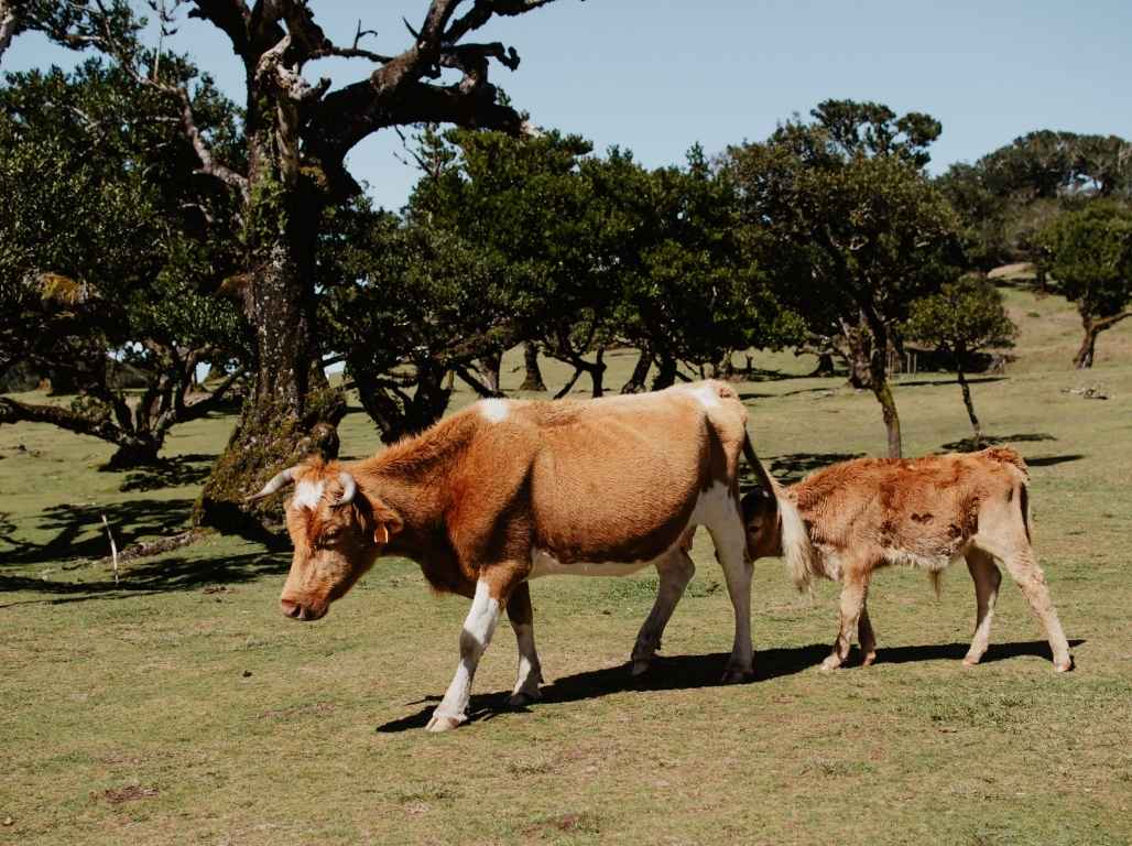 Jaunais gads Madeirā