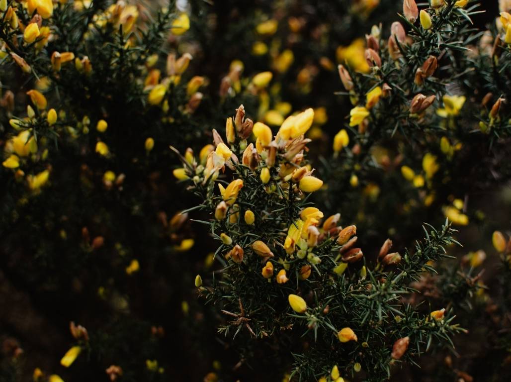 Jaunais gads Madeirā