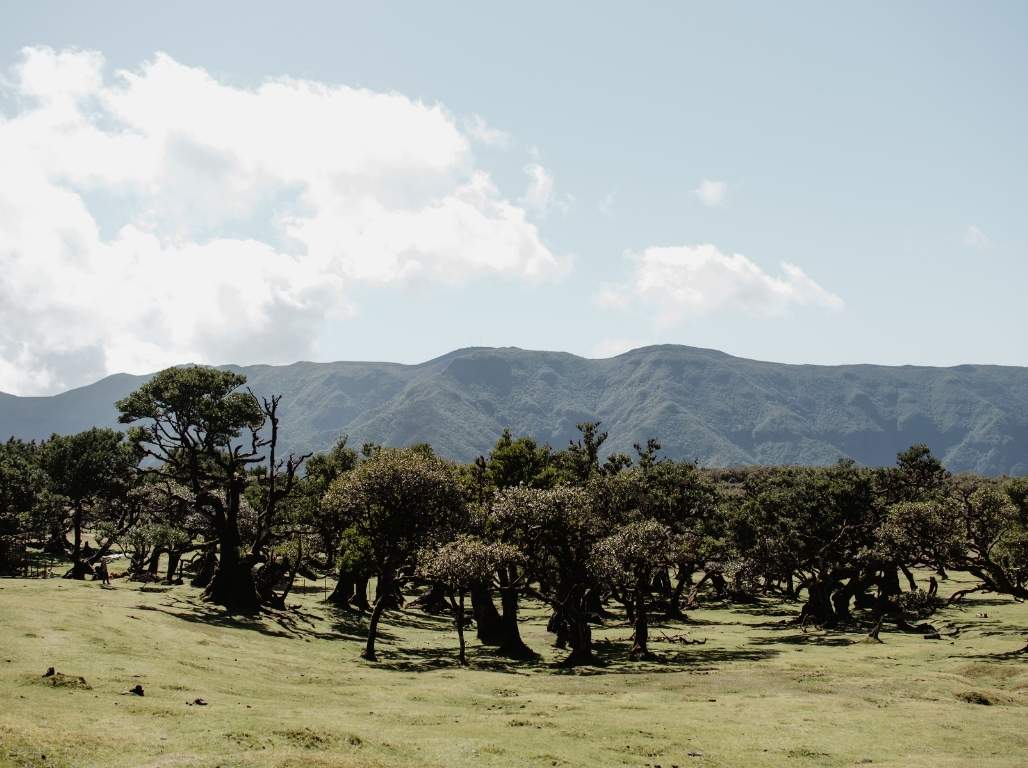 Jaunais gads Madeirā