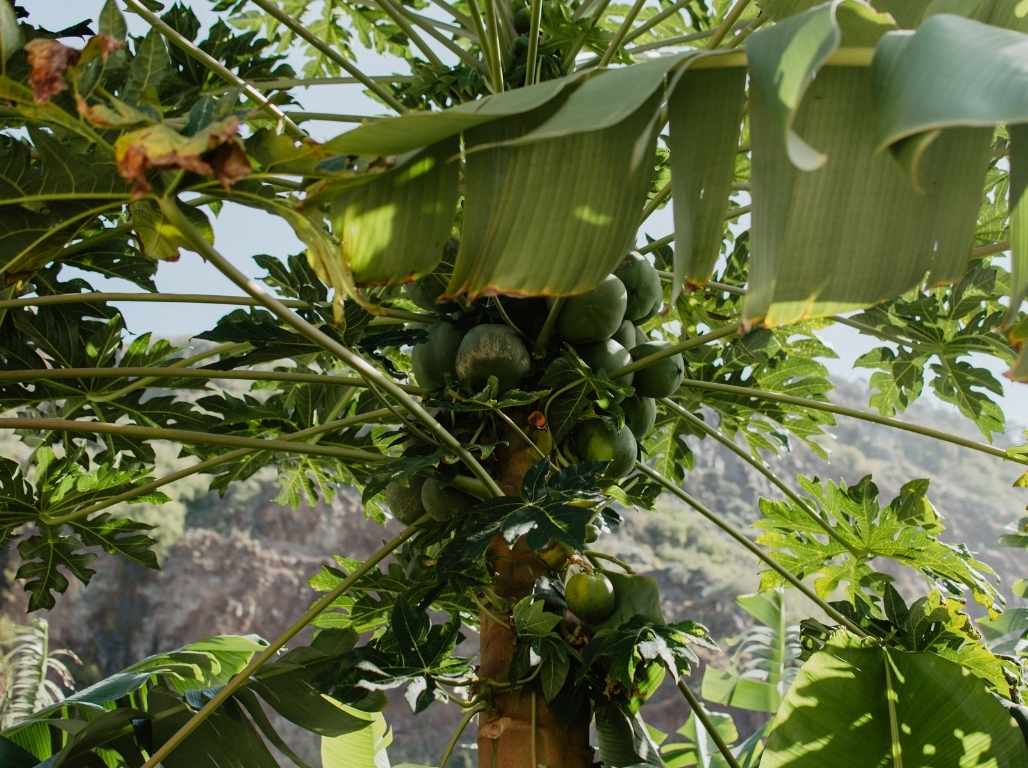 Jaunais gads Madeirā