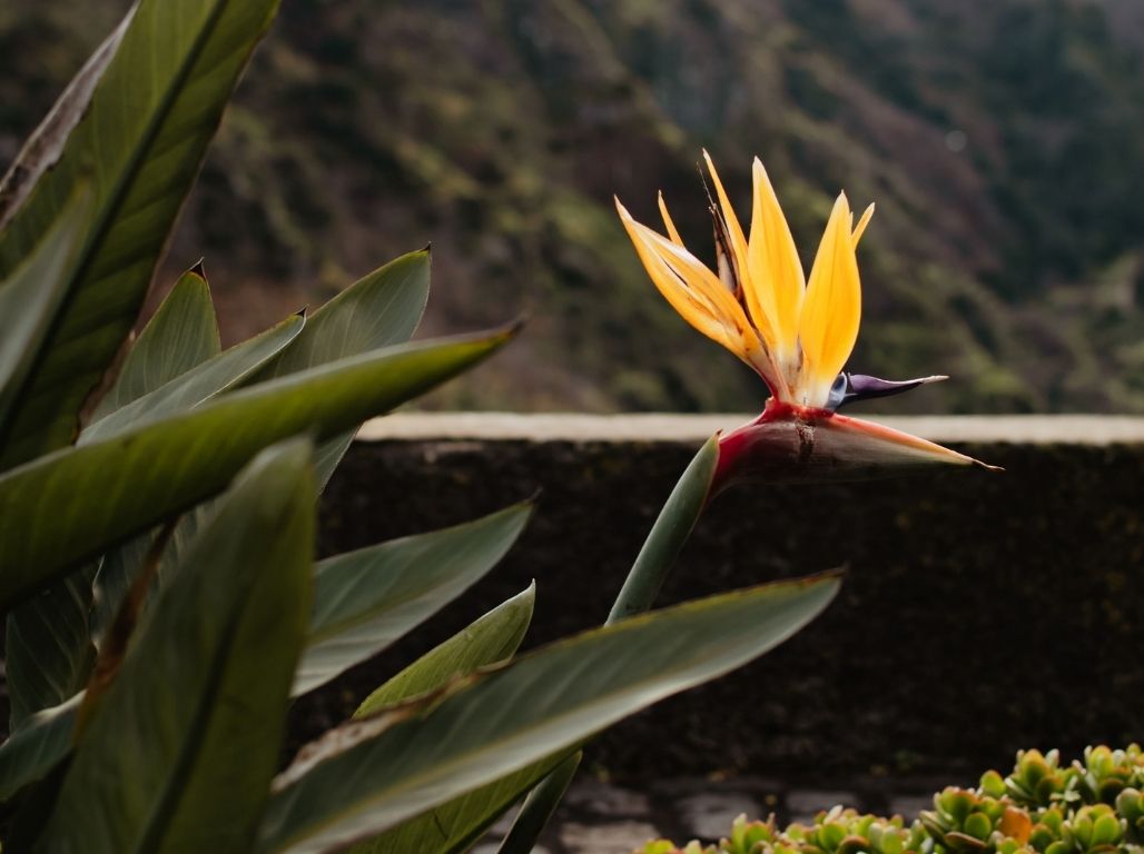 Jaunais gads Madeirā