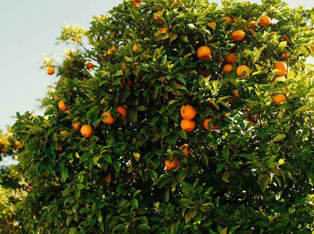 Ziemas saules pieskāriens Andalūzijā