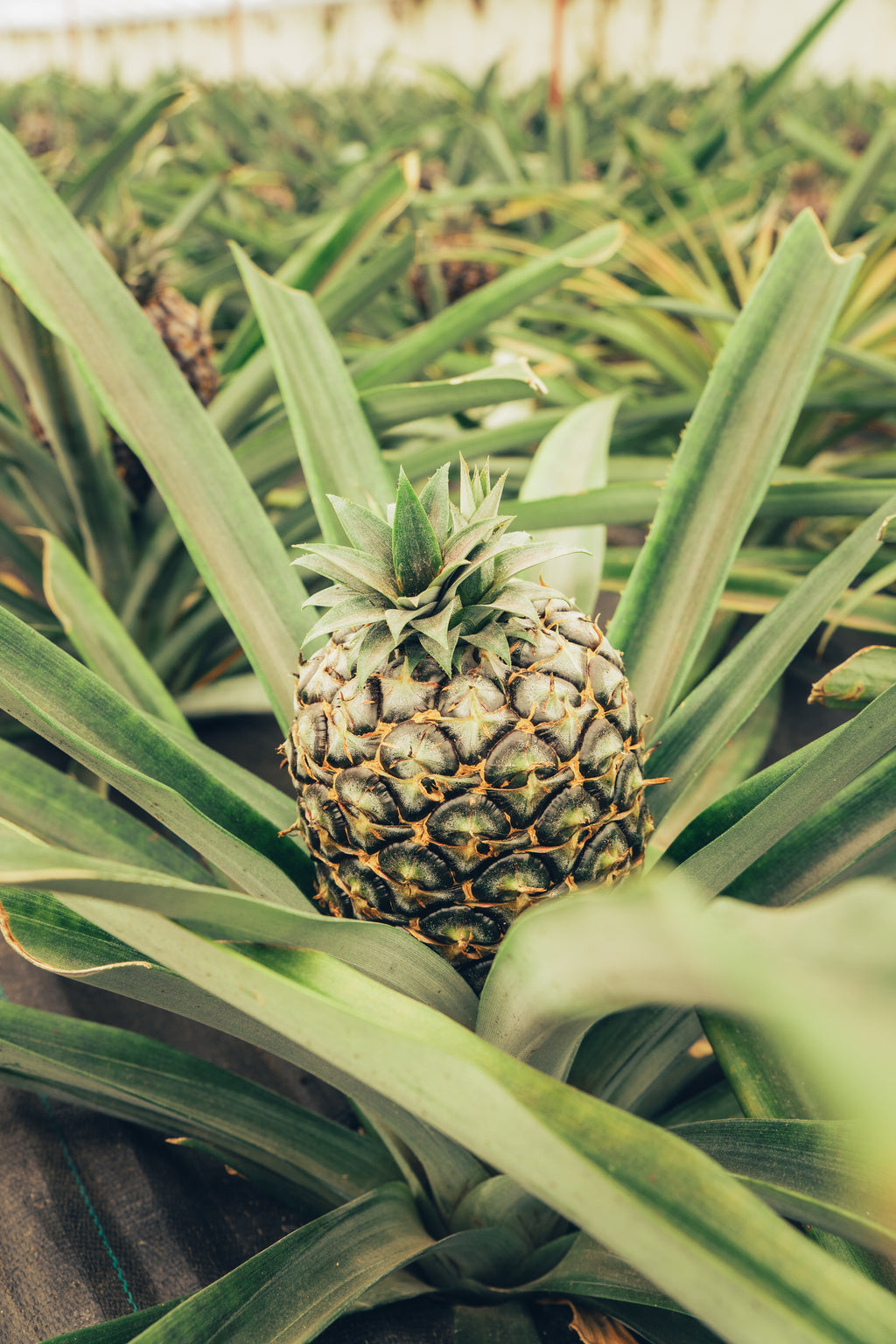 Atlantijas zaļā sala: mierpilns piedzīvojums Sao Miguel (caur Porto)