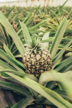 Atlantijas zaļā sala: mierpilns piedzīvojums Sao Miguel (caur Porto)