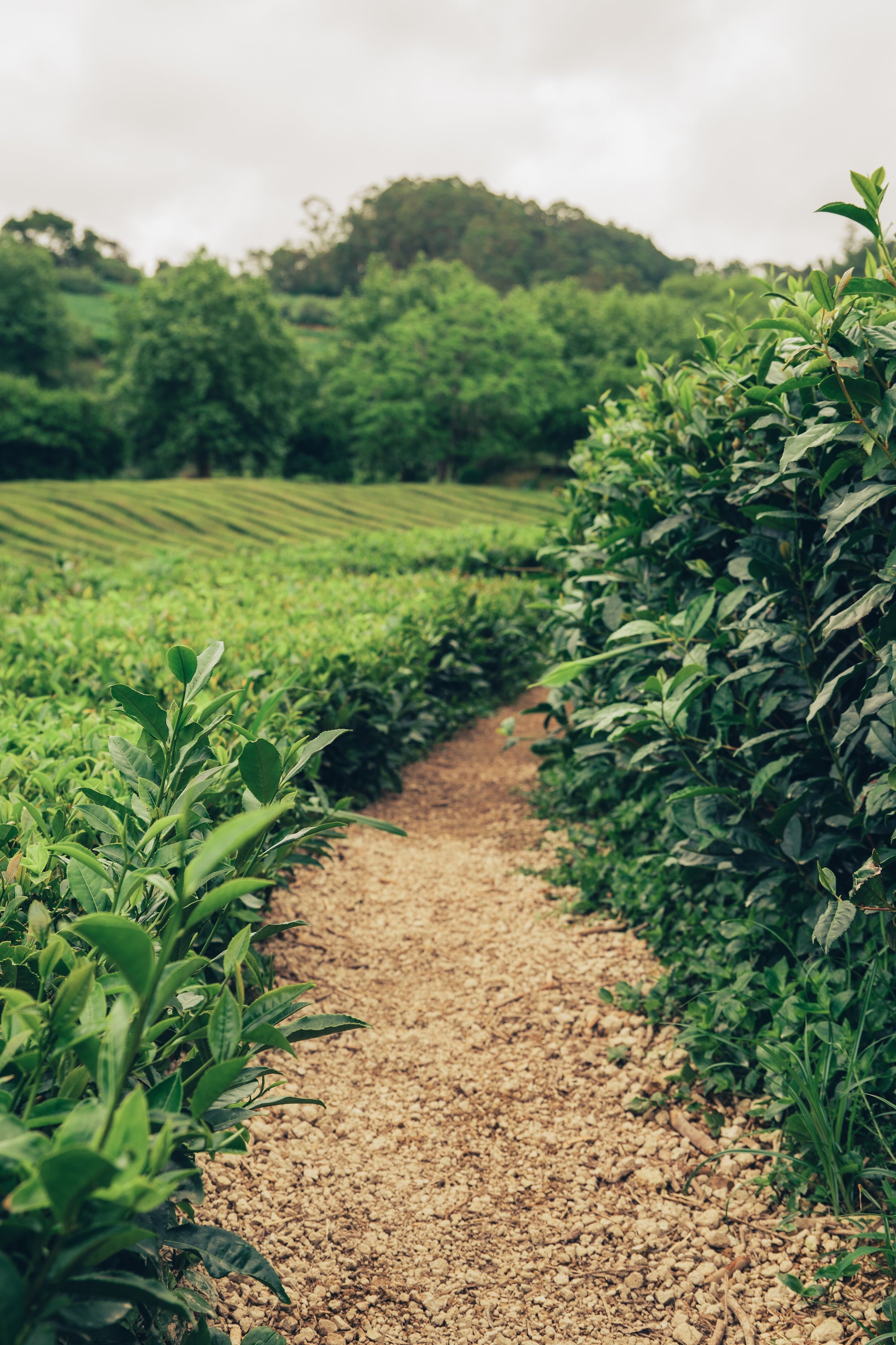 Atlantijas zaļā sala: mierpilns piedzīvojums Sao Miguel (caur Porto)