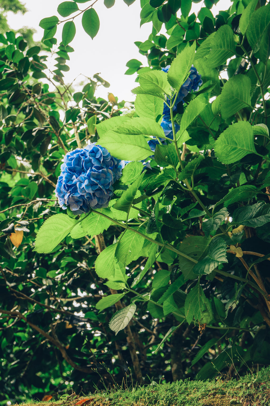 Atlantijas zaļā sala: mierpilns piedzīvojums Sao Miguel (caur Porto)