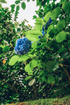 Atlantijas zaļā sala: mierpilns piedzīvojums Sao Miguel (caur Porto)