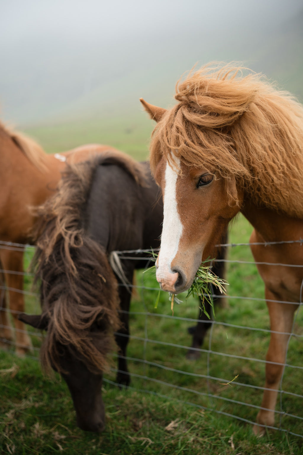 Uguns un ledus zeme Islande
