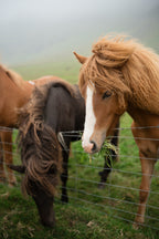 Uguns un ledus zeme Islande