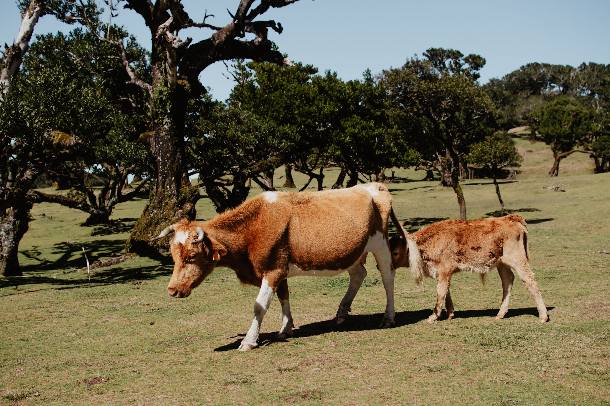 Tavs aktīvais piedzīvojums Madeirā!