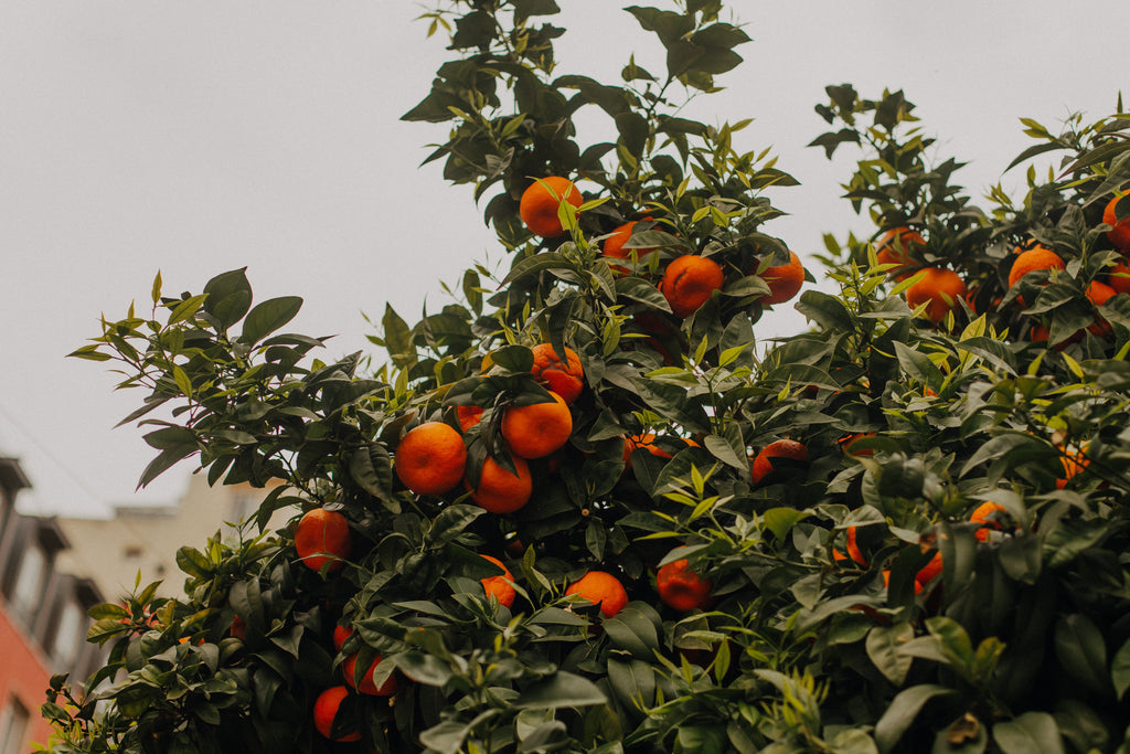 Noskaņas, skati un piedzīvojumi – Lisabona aicina