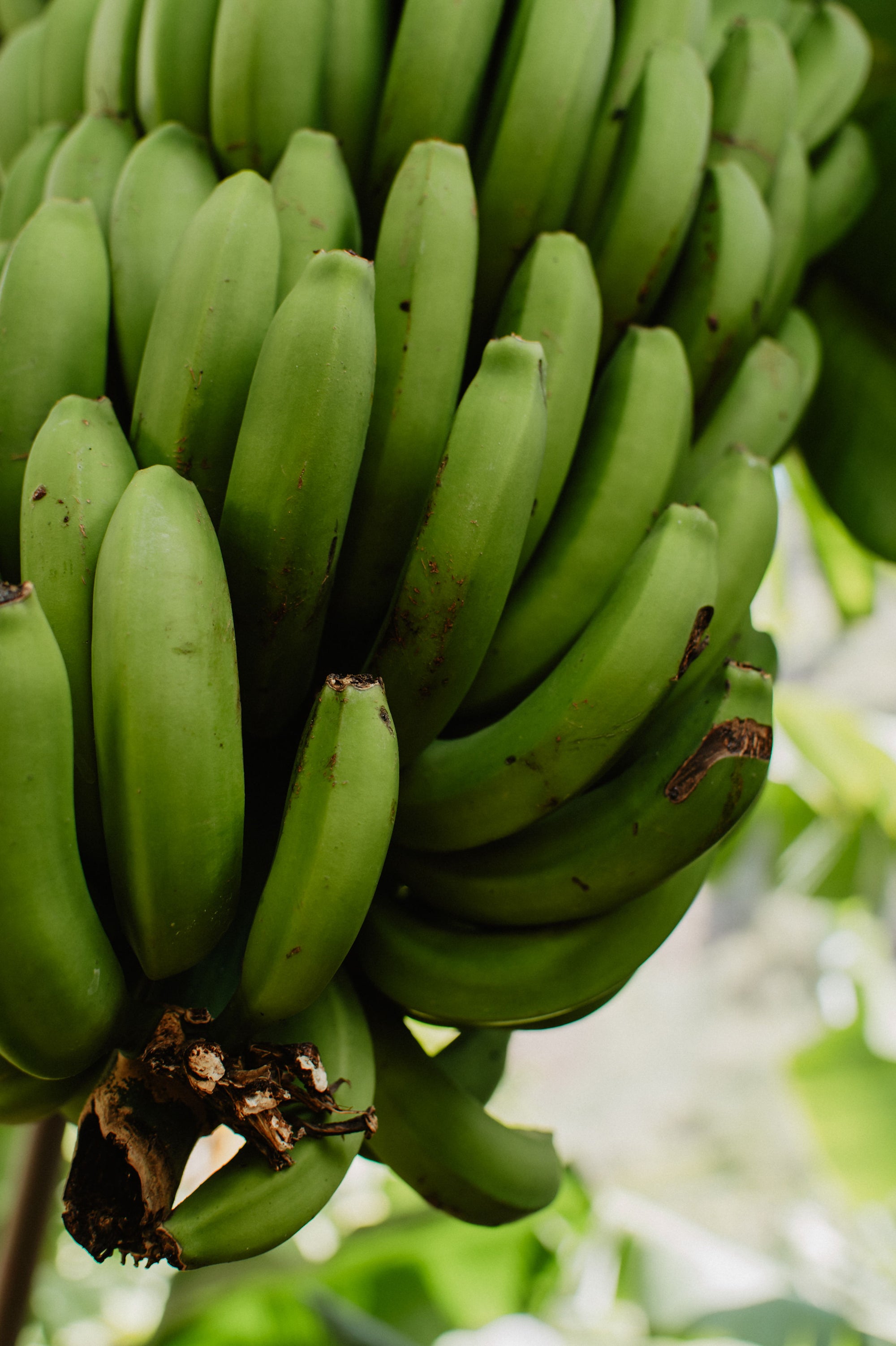 Tavs aktīvais piedzīvojums Madeirā!