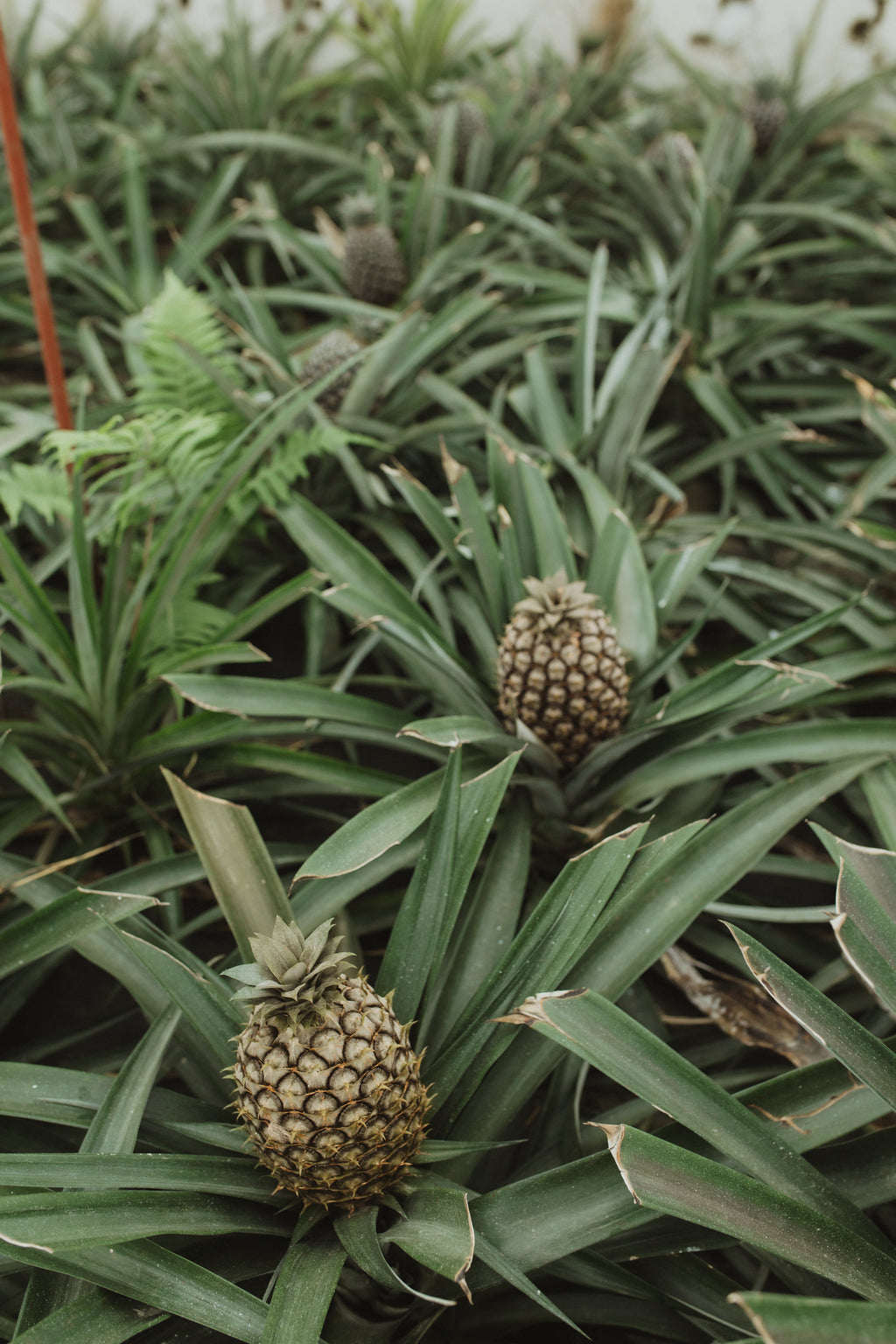 Atlantijas zaļā sala: mierpilns piedzīvojums Sao Miguel (caur Porto)
