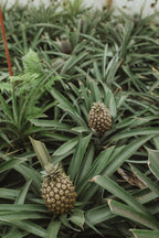 Atlantijas zaļā sala: mierpilns piedzīvojums Sao Miguel (caur Porto)