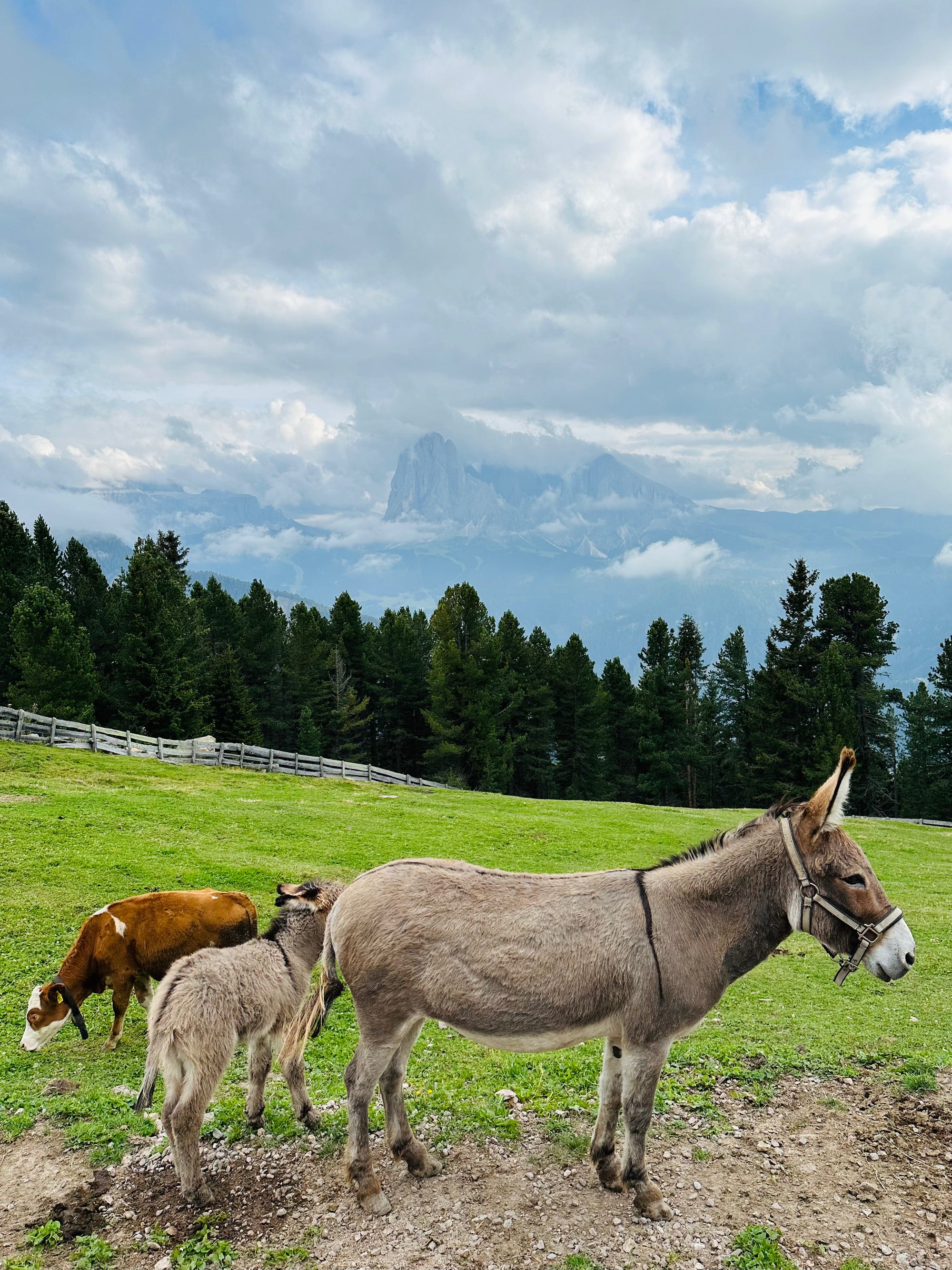 JAUNUMS! Pārgājiens Dolomītos - Itālija (mini grupā)
