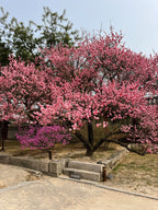 Dienvidkoreja